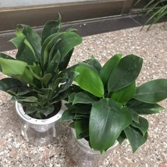 Lucky Plant Green Plants Wood【King of Lung Healing】