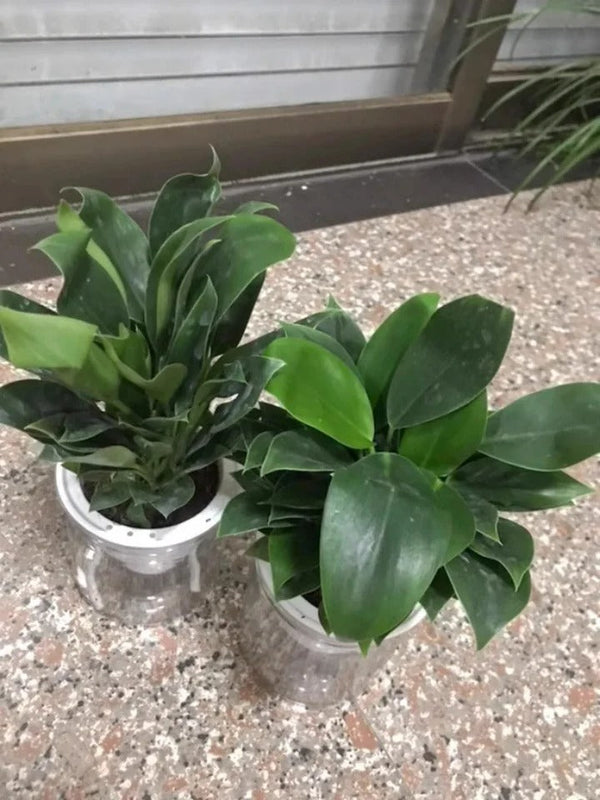 Lucky Plant Green Plants Wood【King of Lung Healing】
