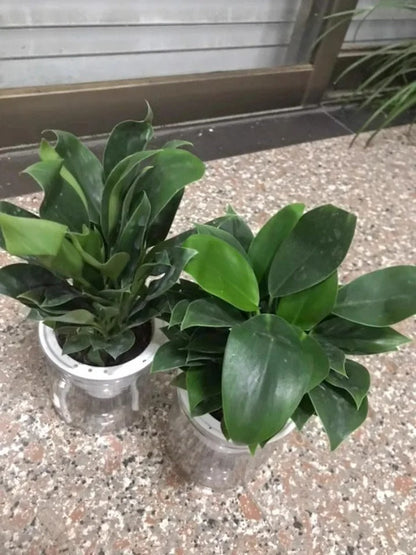 Lucky Plant Green Plants Wood【King of Lung Healing】