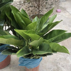 Lucky Plant Green Plants Wood【King of Lung Healing】
