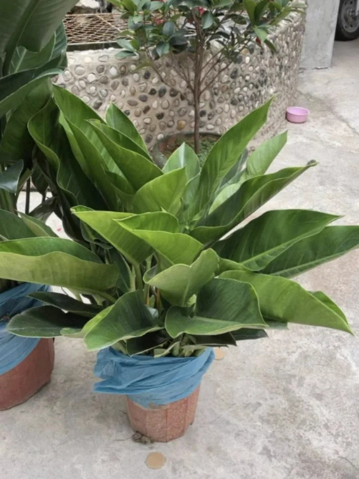 Lucky Plant Green Plants Wood【King of Lung Healing】