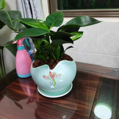 Lucky Plant Green Plants Wood【King of Lung Healing】