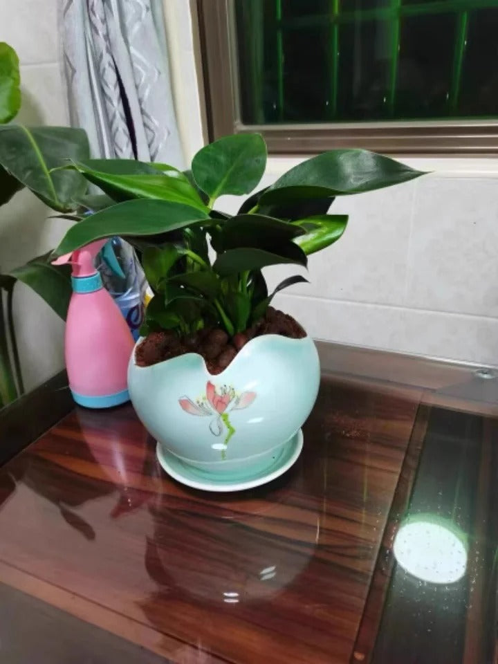 Lucky Plant Green Plants Wood【King of Lung Healing】