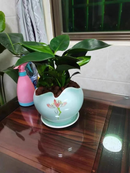 Lucky Plant Green Plants Wood【King of Lung Healing】