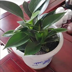 Lucky Plant Green Plants Wood【King of Lung Healing】