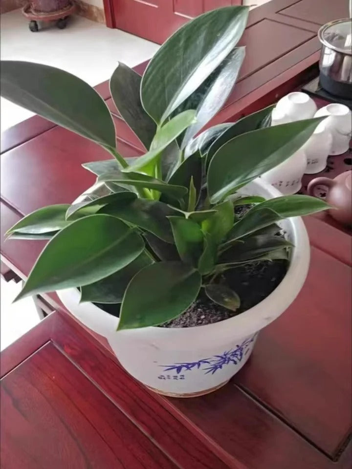 Lucky Plant Green Plants Wood【King of Lung Healing】