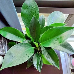 Lucky Plant Green Plants Wood【King of Lung Healing】