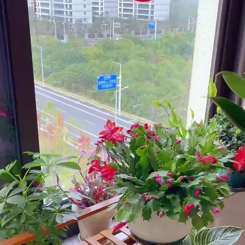 Lucky Plant Green Plants Wood【King of Lung Healing】