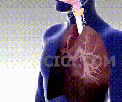 Lucky Plant Green Plants Wood【King of Lung Healing】