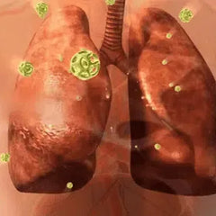 Lucky Plant Green Plants Wood【King of Lung Healing】